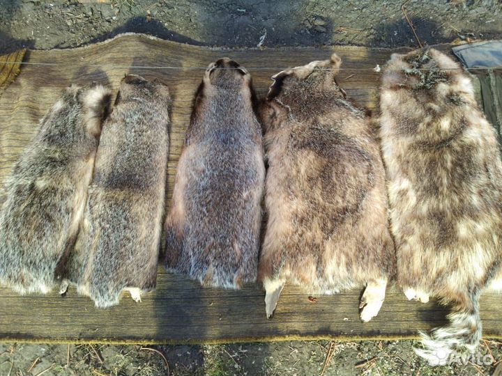 Шкурки барсука