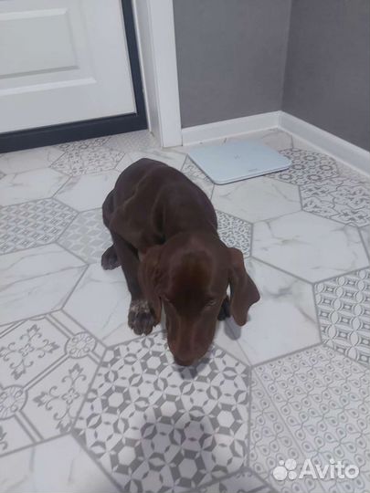 Щенки курцхаара