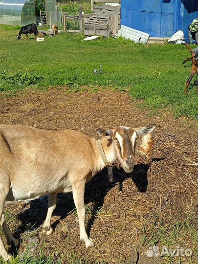 Коза дойная
