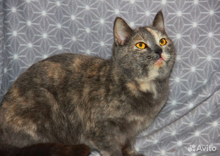 Кошки приюта