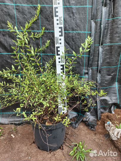 Спирея серая 'Grefsheim' С5