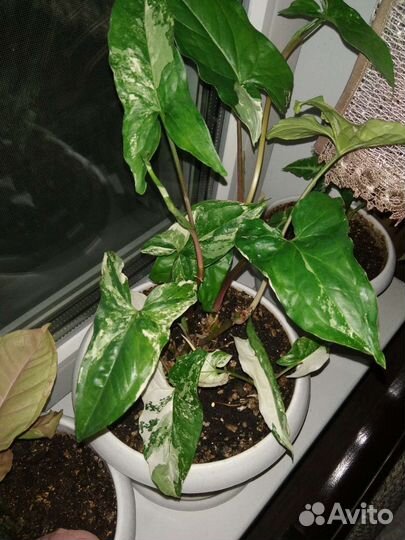 Сингониумы готовые коллекцией