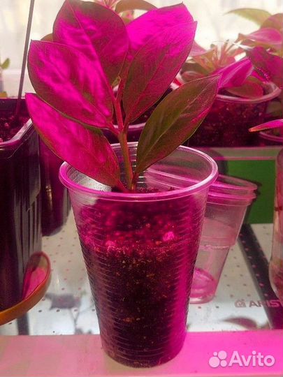 Замиакулькас