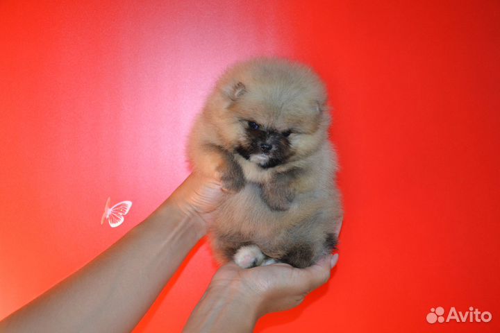 Яркие мишки