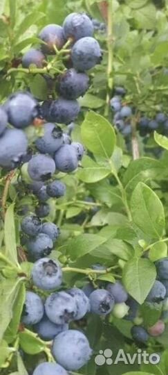 Саженцы голубики 2, 3 летние