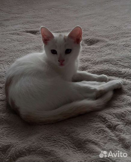 Котята в добрые руки с доставкой