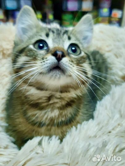Котенок