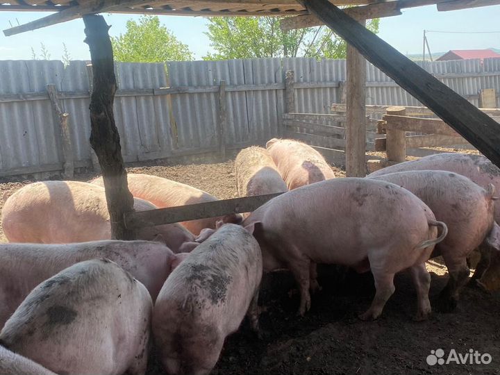 Свиньи ландрас