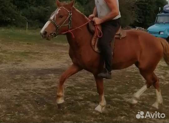 Седло скаковое