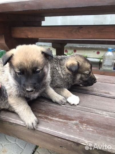Отдам бесплатно щенков