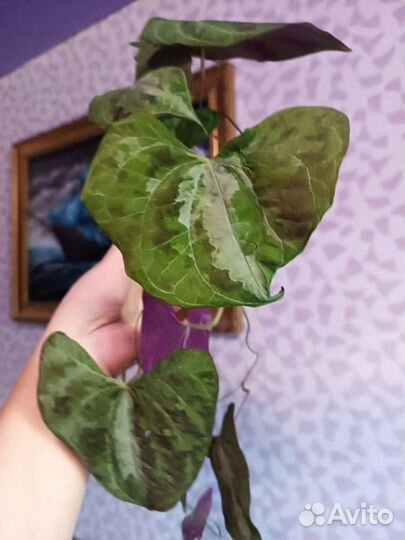 Растения