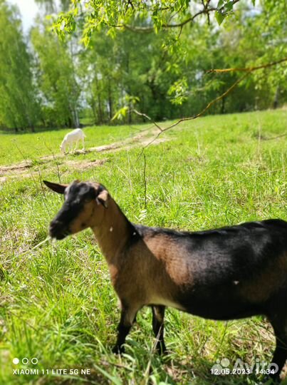 Зааненских козёл, козлята, козы покрытые