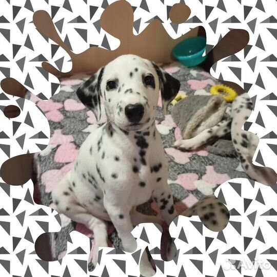 Щенки далматина