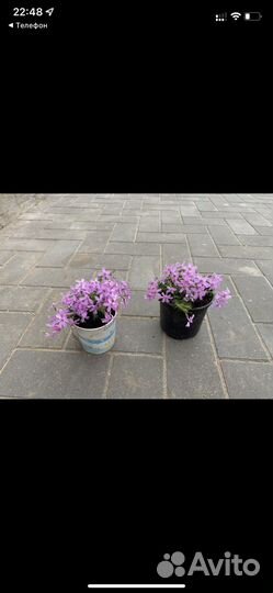 Флокс шиловидный Бонита и Эмеральд блу