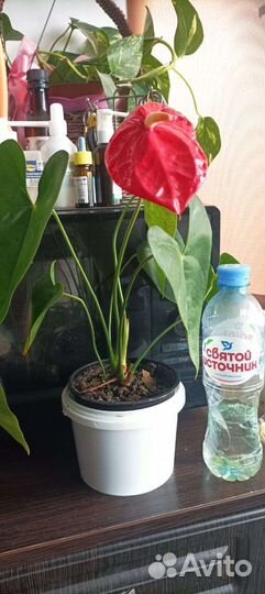 Комнатные цветы антуриум