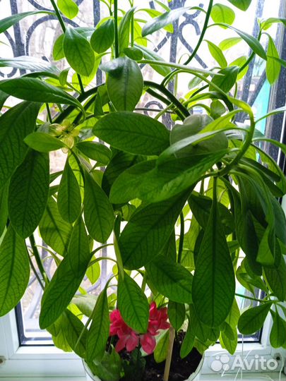 Комнатные цветы