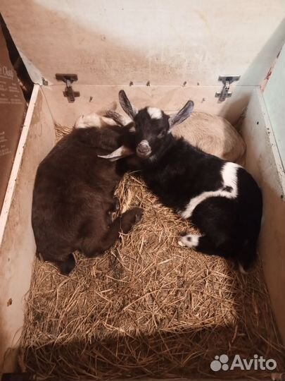 Козлята месячные