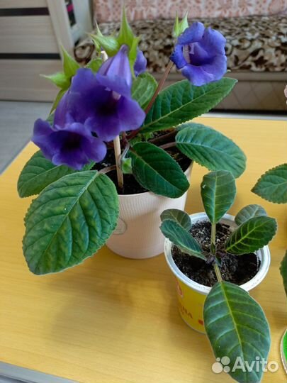 Глоксиния тидея, сиреневая