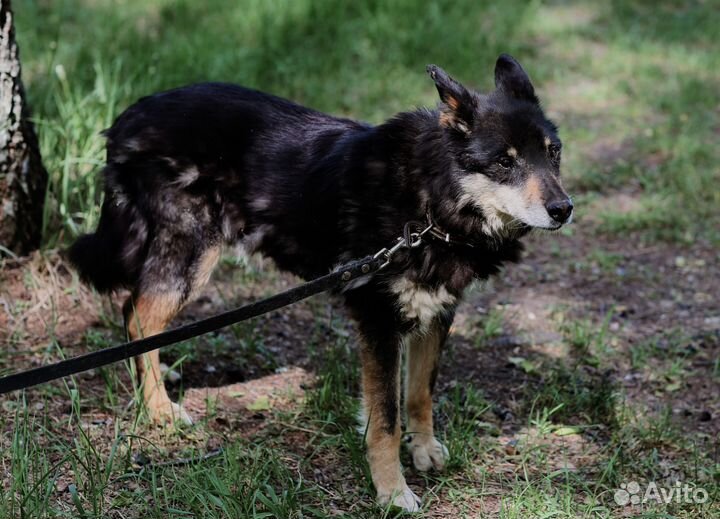 Старый Ромочка потерял надежду
