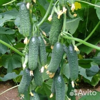 Семена огурцов Директор