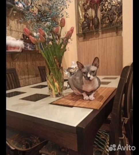 Канадский сфинкс в добрые руки