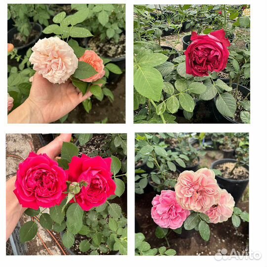 Кустовые розы саженцы