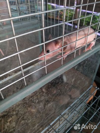 Крысули - лапули