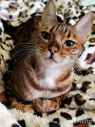 Бенгальская кошка в добрые руки