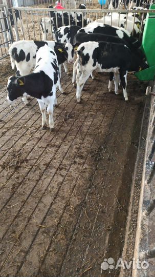 Телята мясной породы бычки