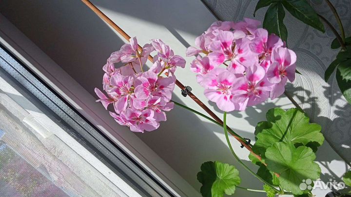 Пеларгония герань плющевидная