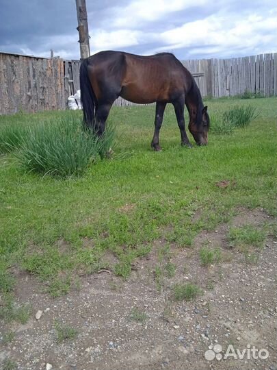 Продам жеребца