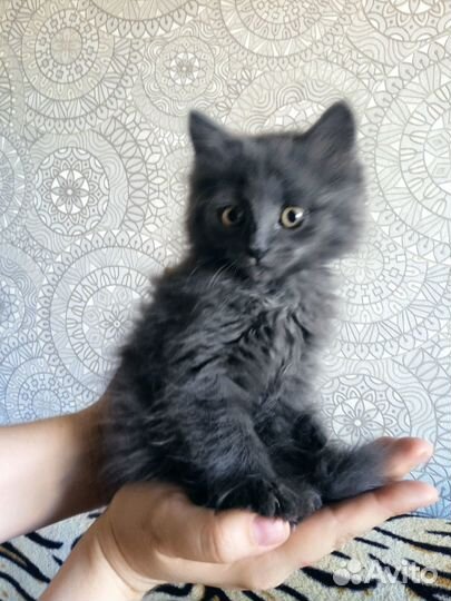 Котенок- девочка