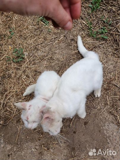 Белые ласковые братики выброшены на улицу