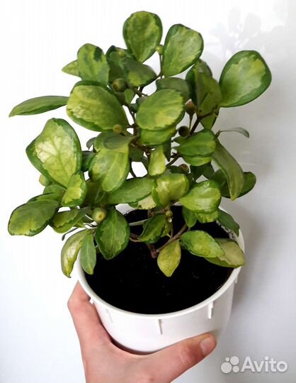 Фикусы укорененные и на срез