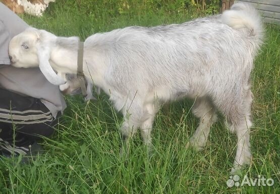 Козлята шами