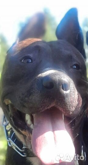 Питбуль вязка