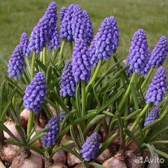 Мускари Арменикум