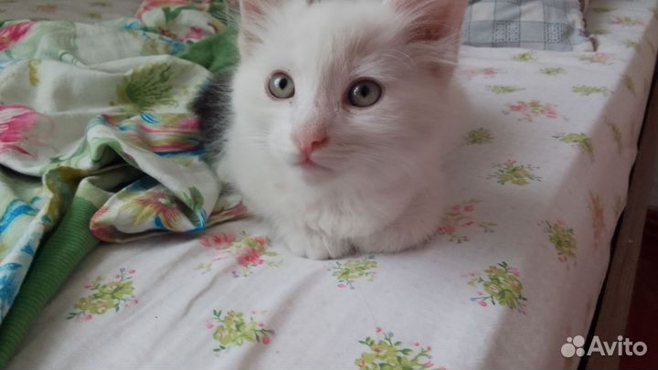 Котенок турецкой Ангоры