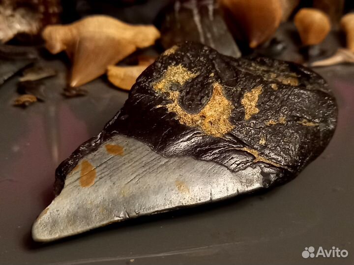 Зуб мегалодона