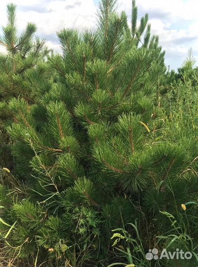 Сосна черная