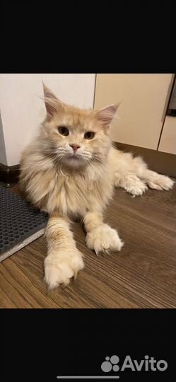 Рыжая кошечка в добрые руки