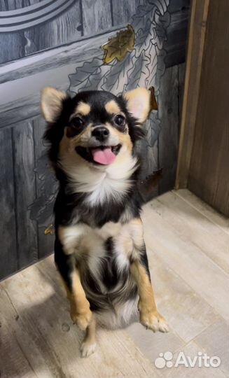 Самая красивая