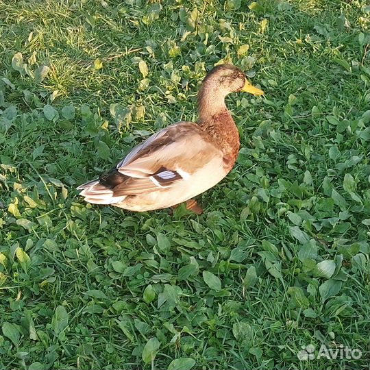 Подсадные утки, селезни