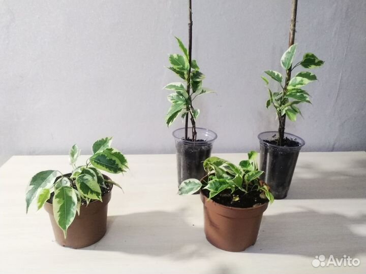 Фикус Бенджамина