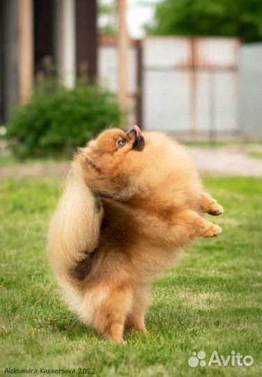 Фотограф анималист для вашей собаки)