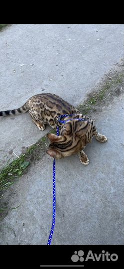 Бенгальский кот вязка