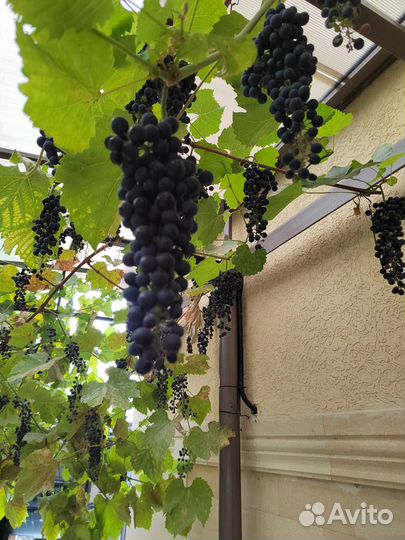 Виноград