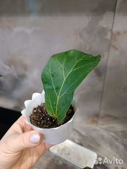 Фикус лирата бамбино