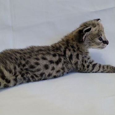 Саванна котёнок