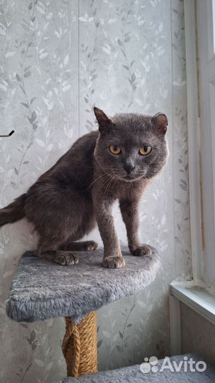 Кот в добрые руки